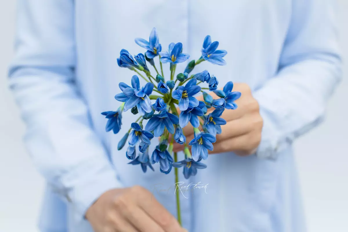 Agapanthus - blue