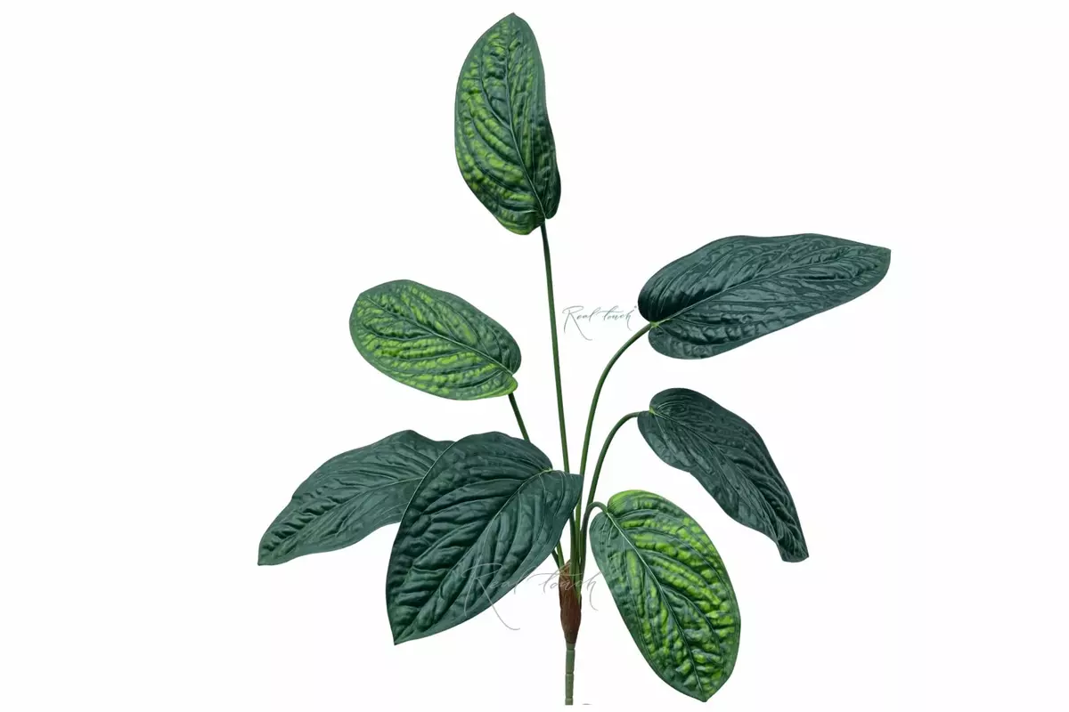 Aglaonema bush of 7 leaves - green