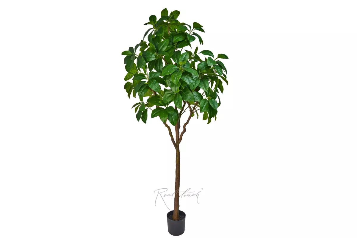 Heart-shaped linden in pot 240cm - green