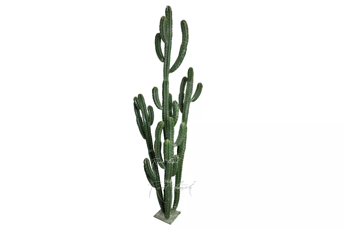 Cereus repandus 256cm - green