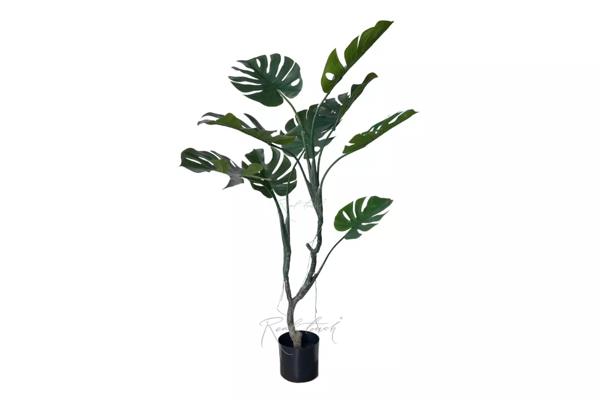 Monstera in pot 125cm - green Monstera in pot 125cm - green
