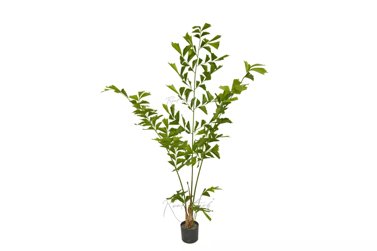 Caryota Fishtail Palm 200cm - green