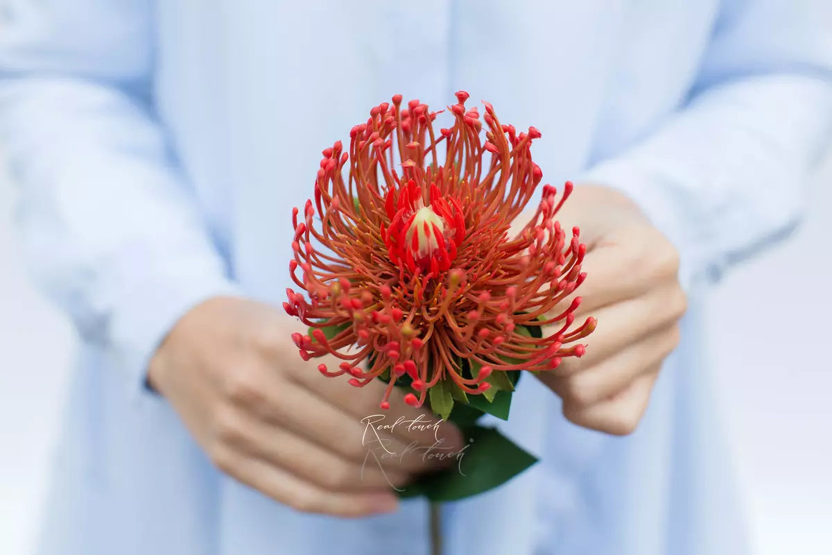 Leucospermum - Yellow orange