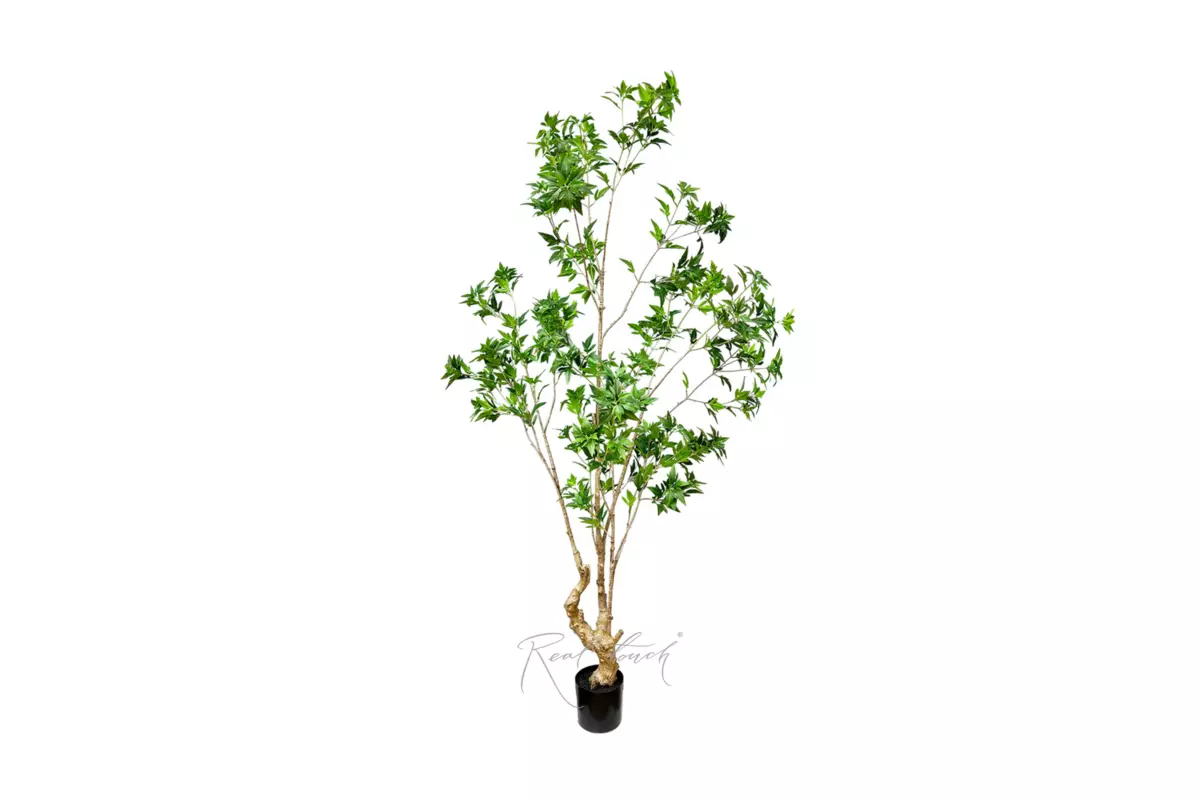 Japanese maple 210cm  - green