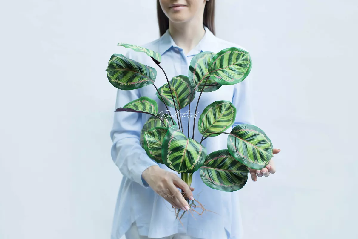 Calathea Red Tiger bush of 12 leaves with roots - green