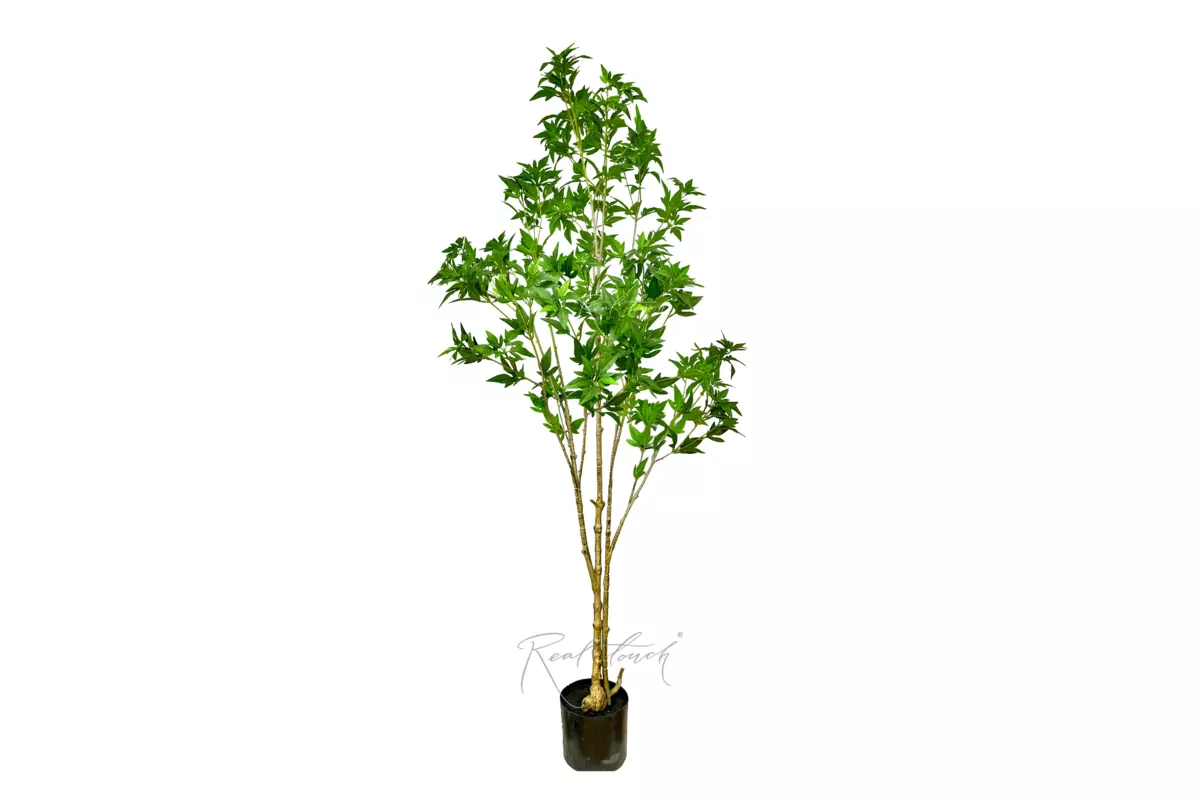 Japanese maple 170cm  - green