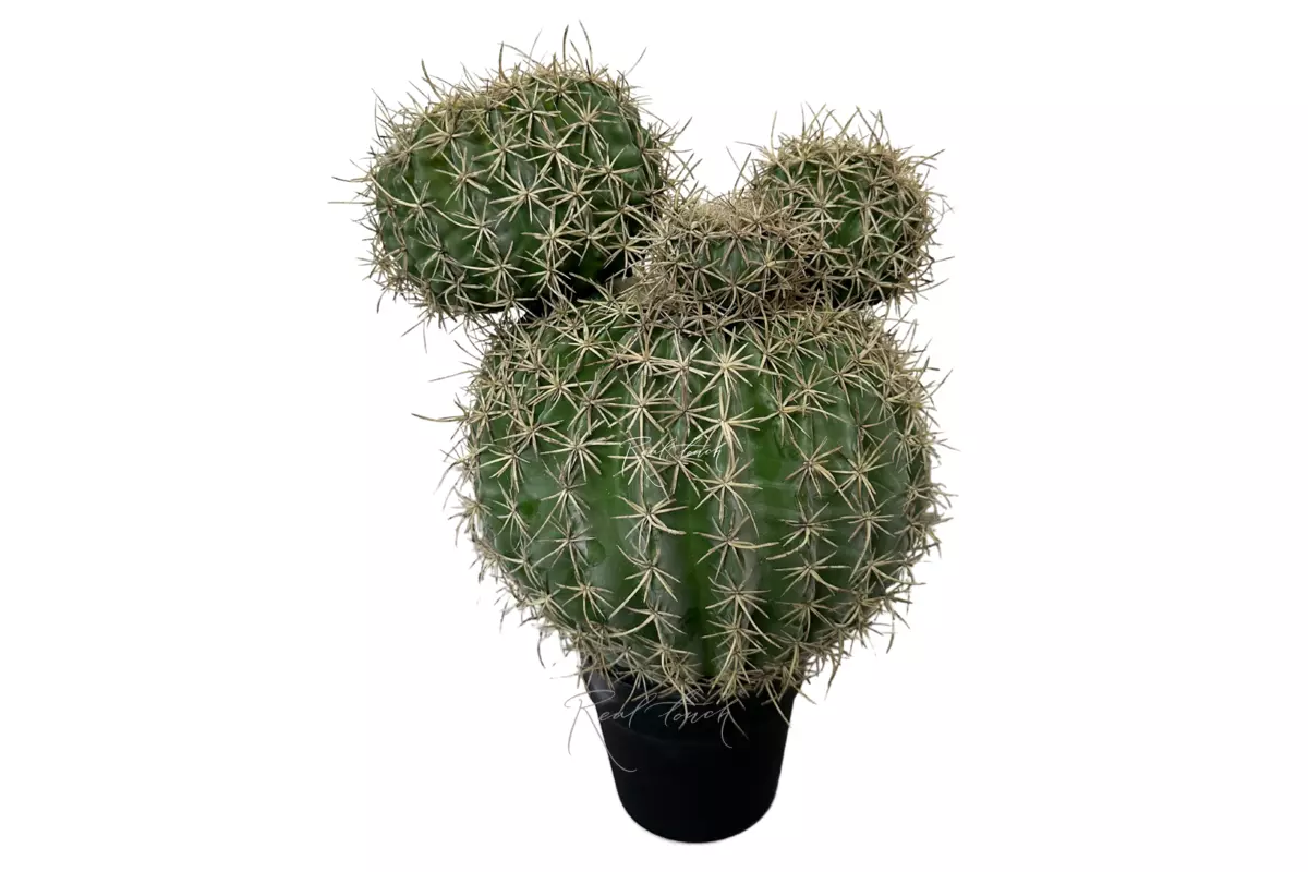 Echinocactus Mickey - green