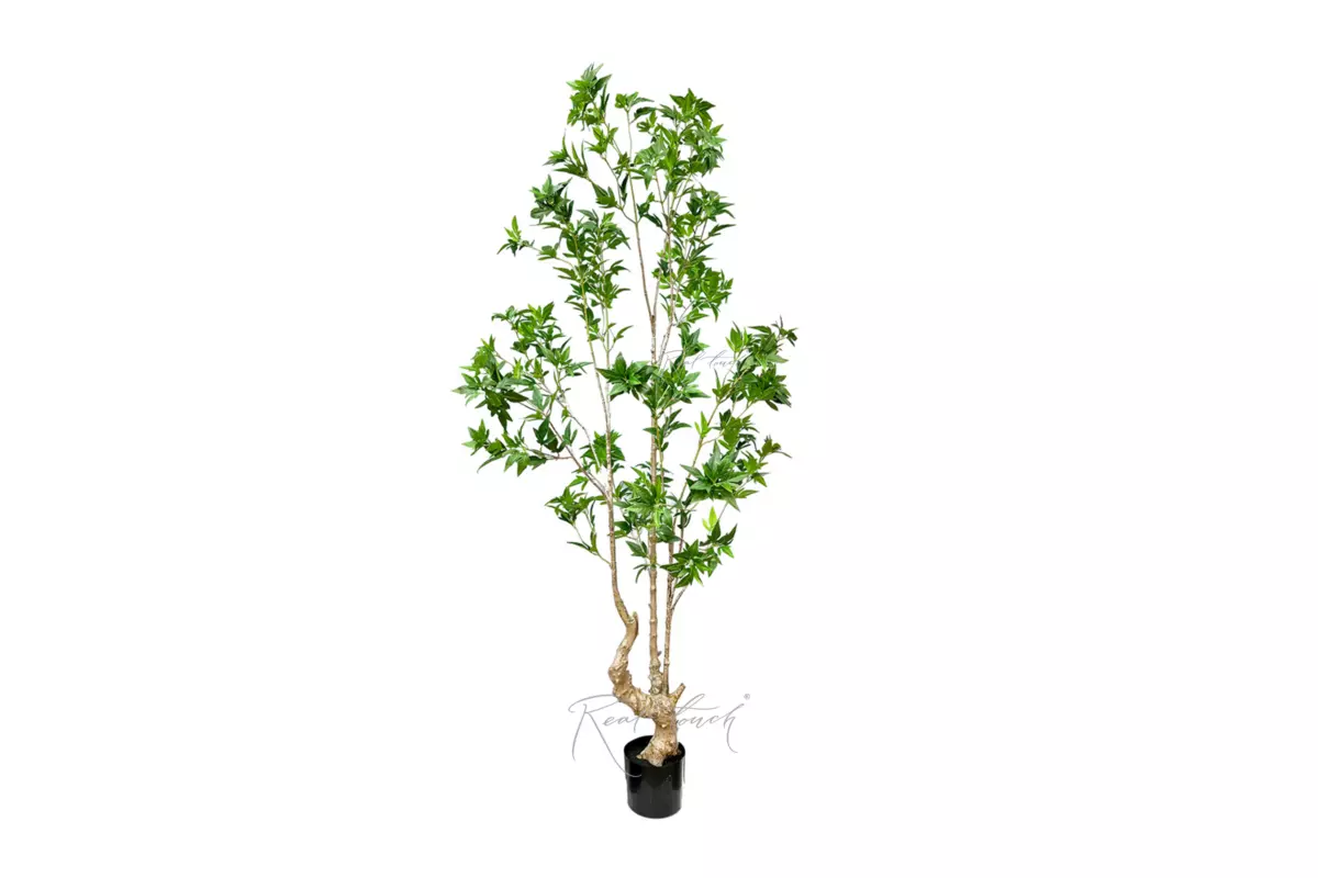 Japanese maple 190cm  - green