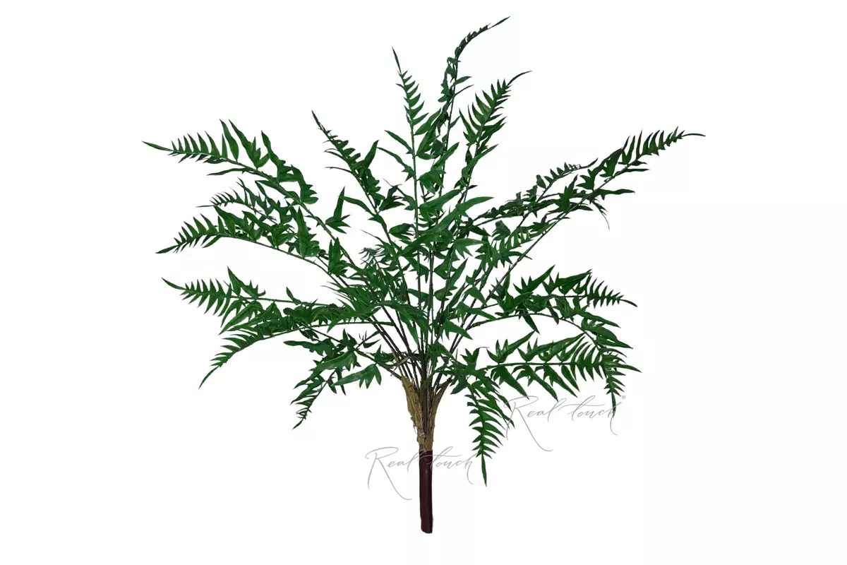 Onoclea - green