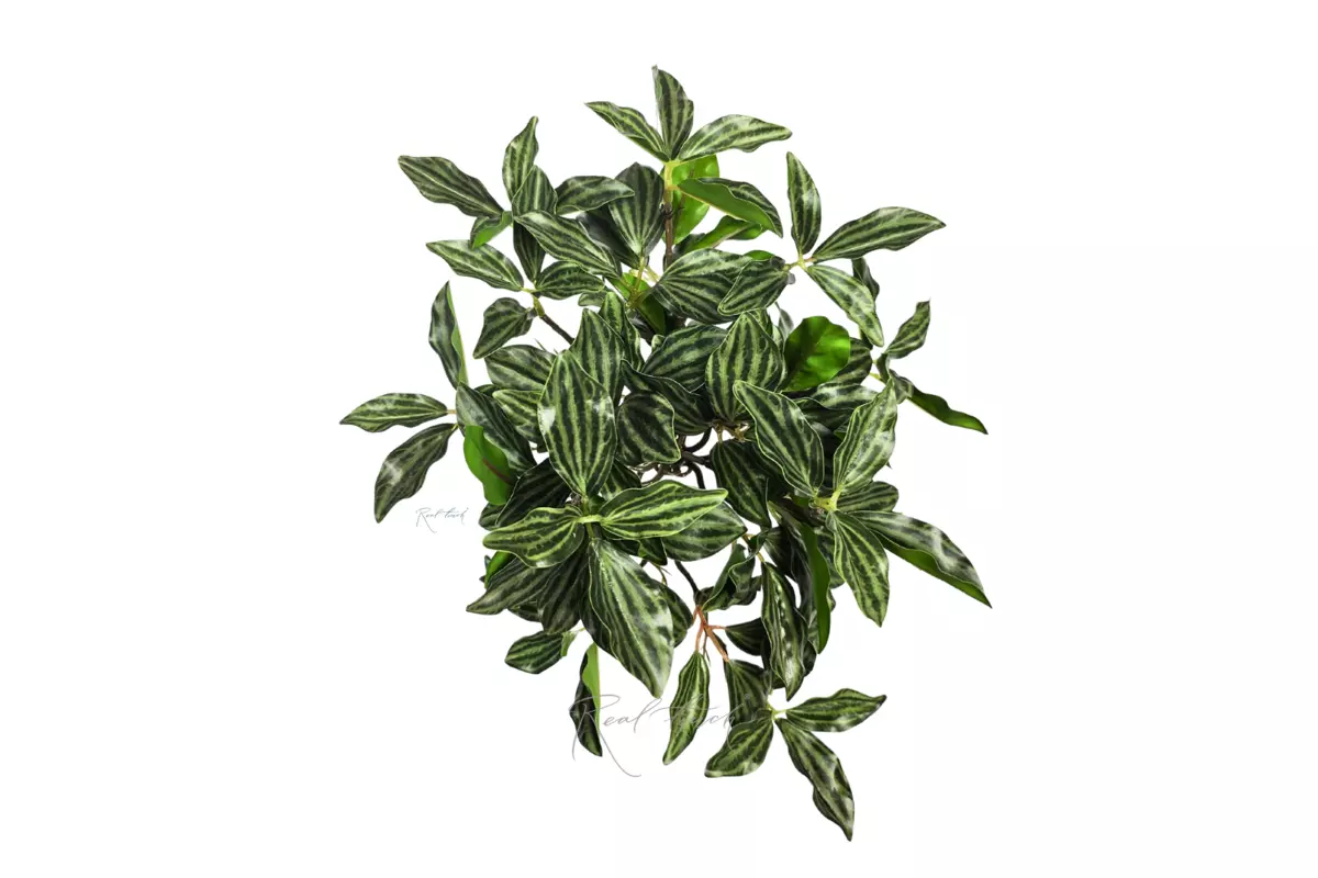 Peperomia bush with small leaves - Dark green