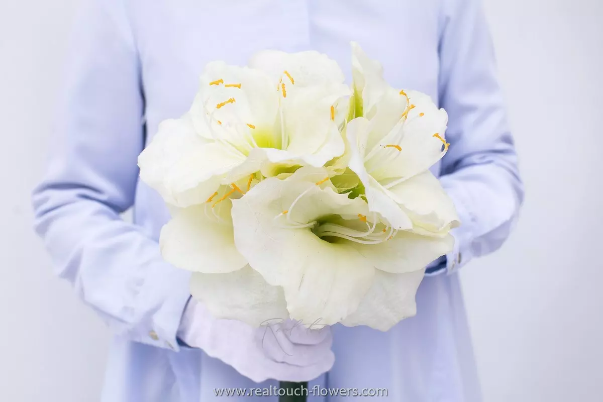 Giant Amaryllis - white Giant Amaryllis - white