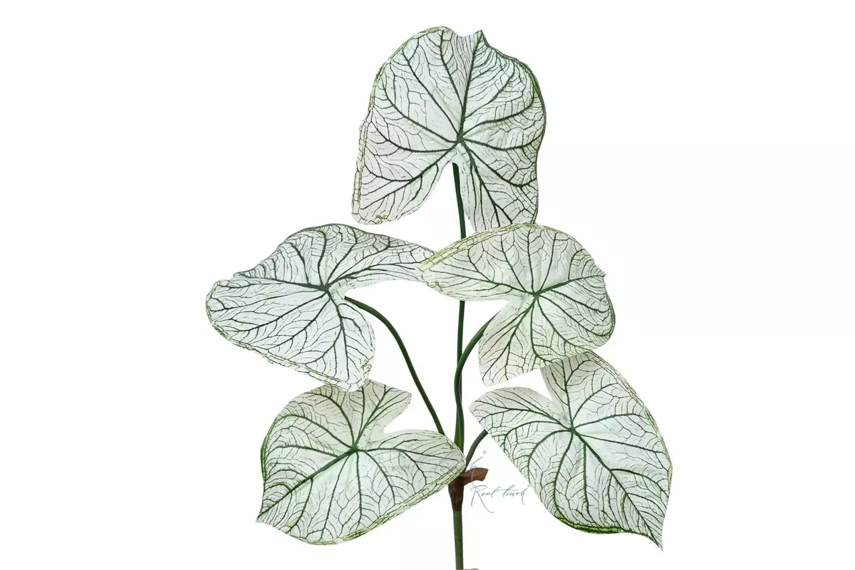 Caladium Candidum bush 26.5" - Green with white