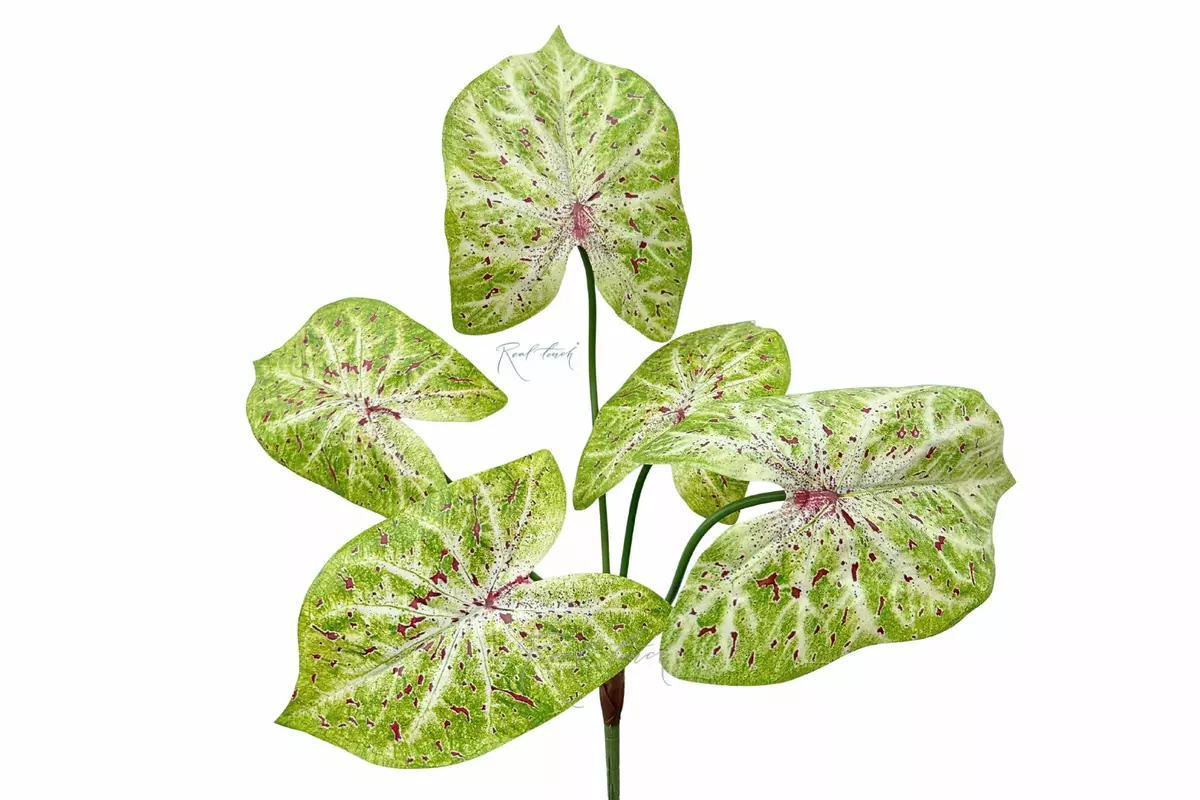 Caladium Candidum bush 26.5" - light green