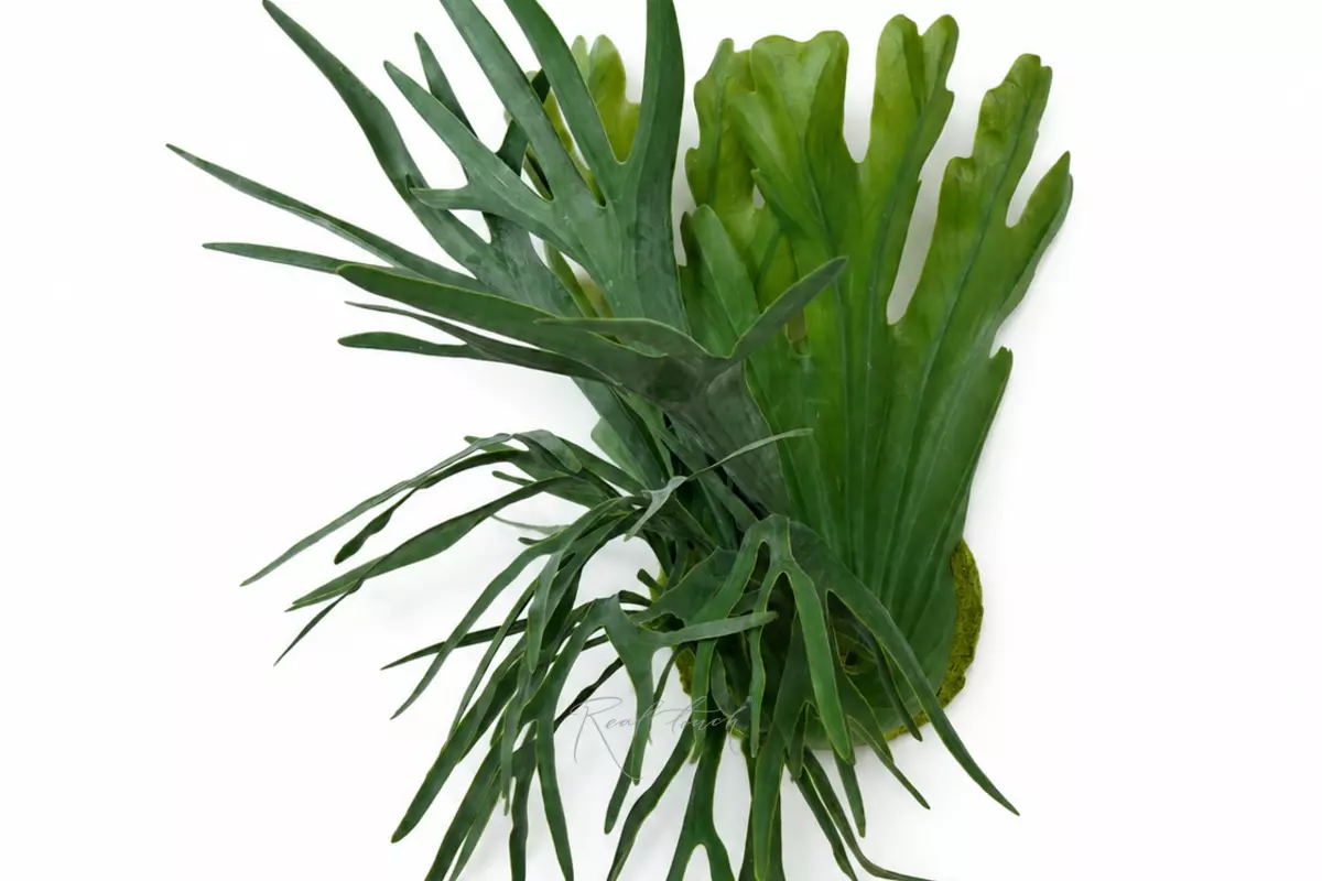 Platycerium with a base - green