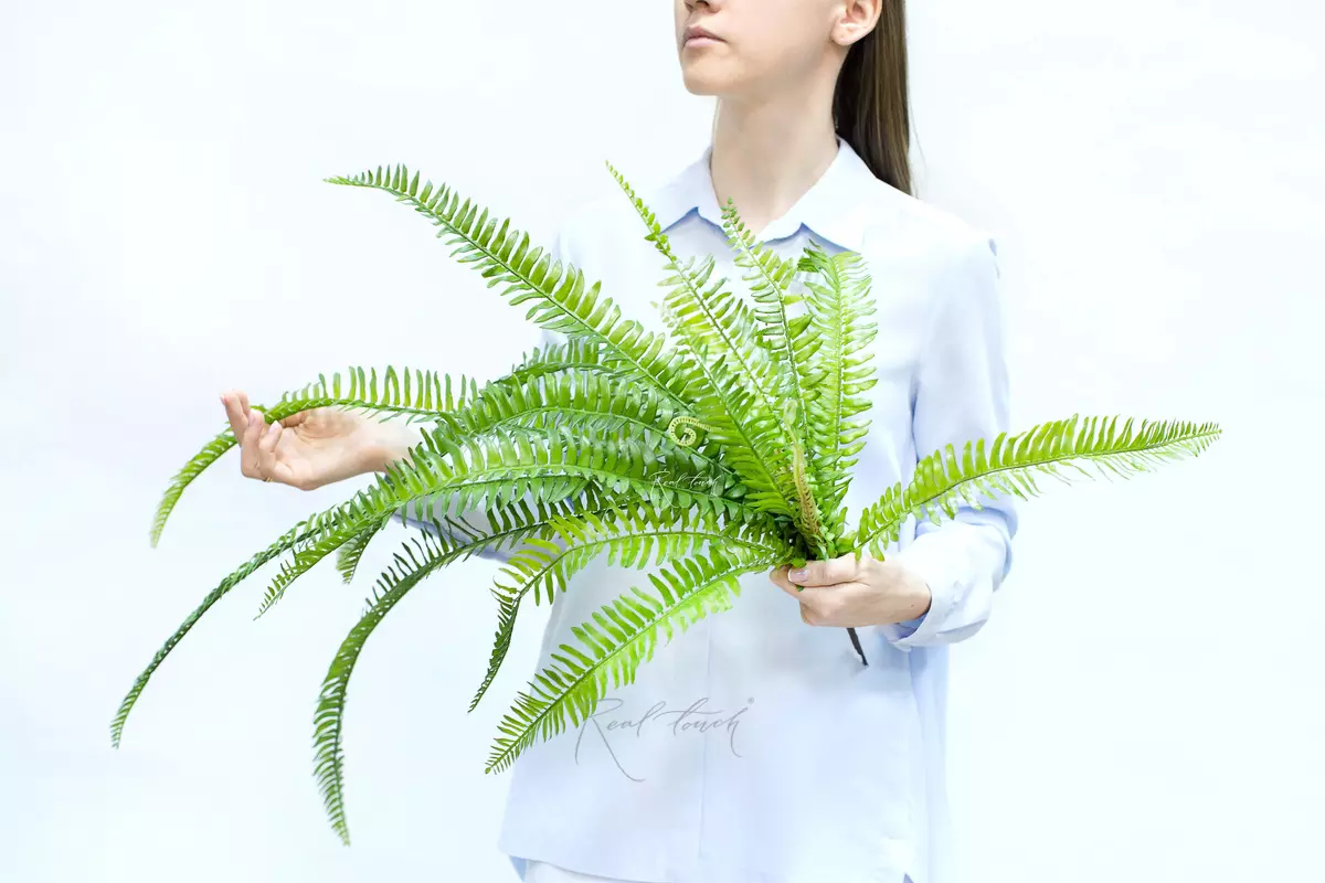 Nephrolepsis Exaltata (Boston fern) 90 cm  - green