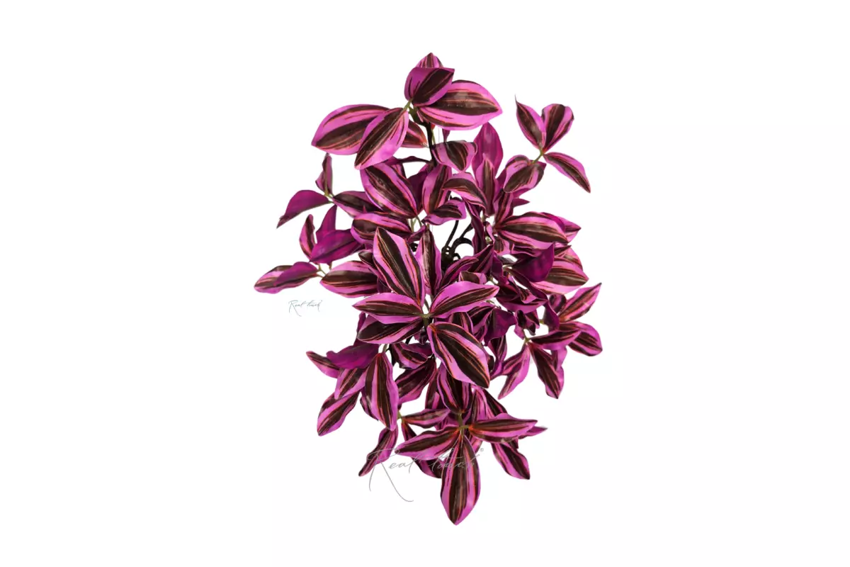 Tradescantia zebrina bush - pink - pink