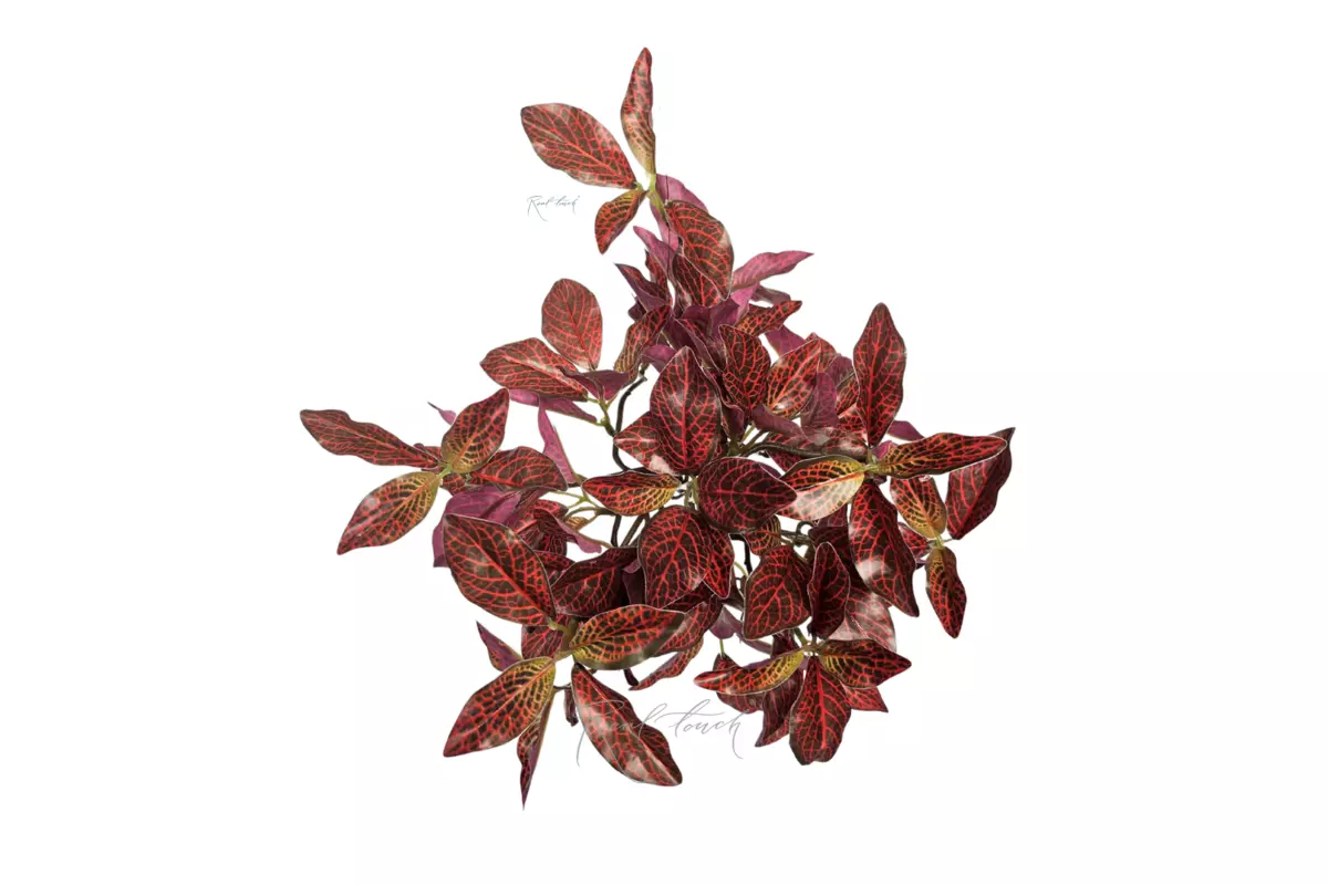 Small-leaved Fittonia bush - Green red