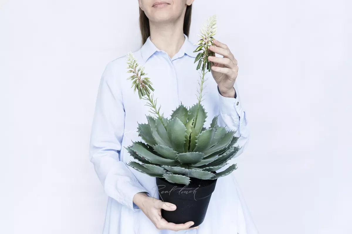 Aloe Glauca Miller - green