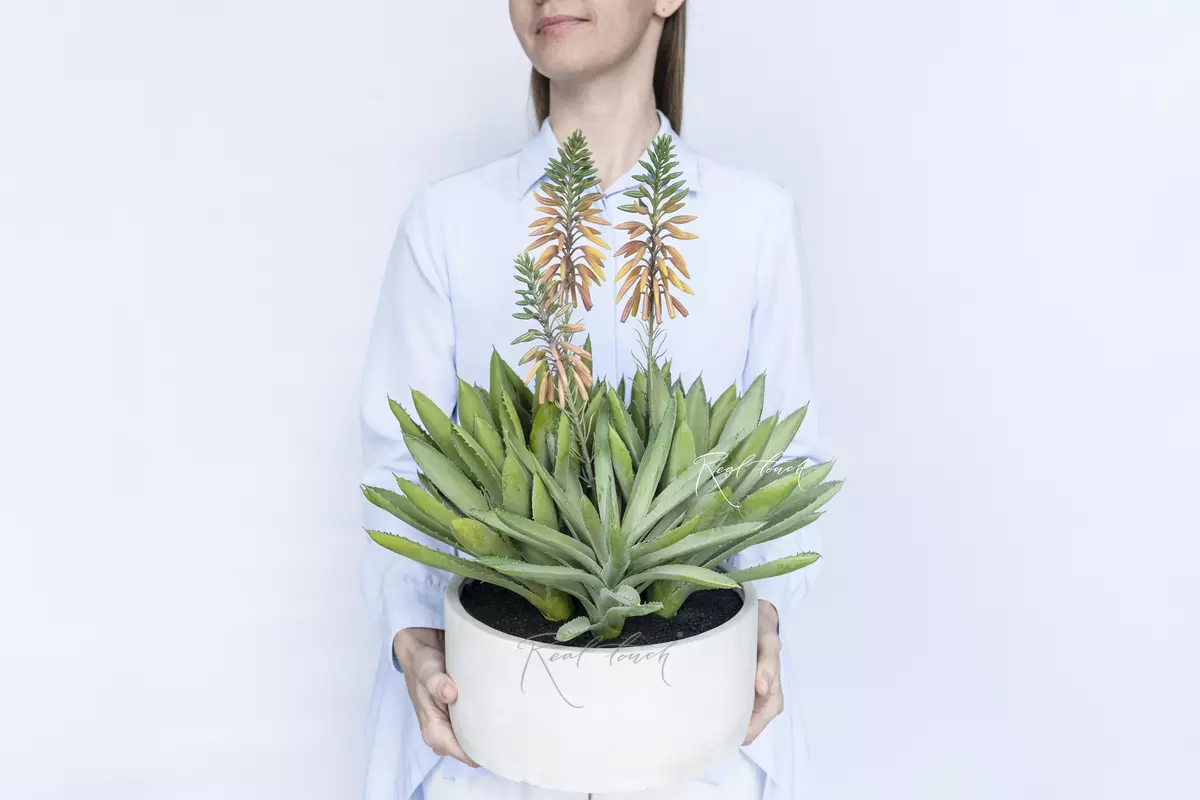 Aloe spinous - green