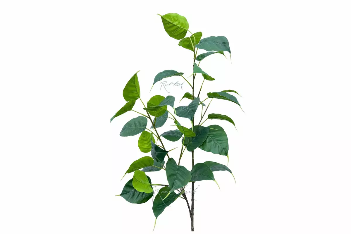 Sacred ficus double branch - Dark green