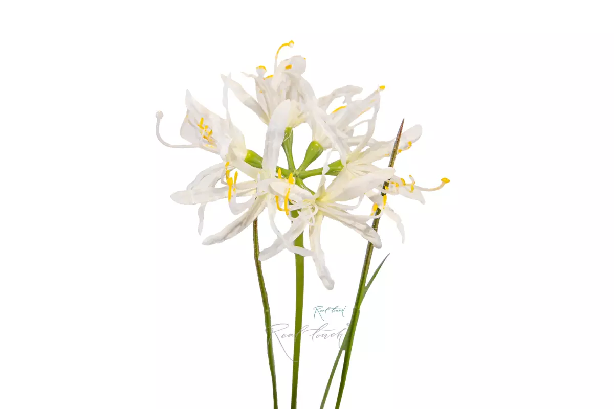 Narine - white
