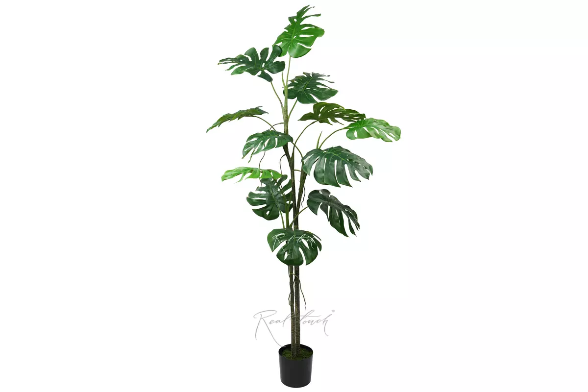 Articial Monstera liana 200 cm in the planters - green Articial Monstera liana 200 cm in the planters - green