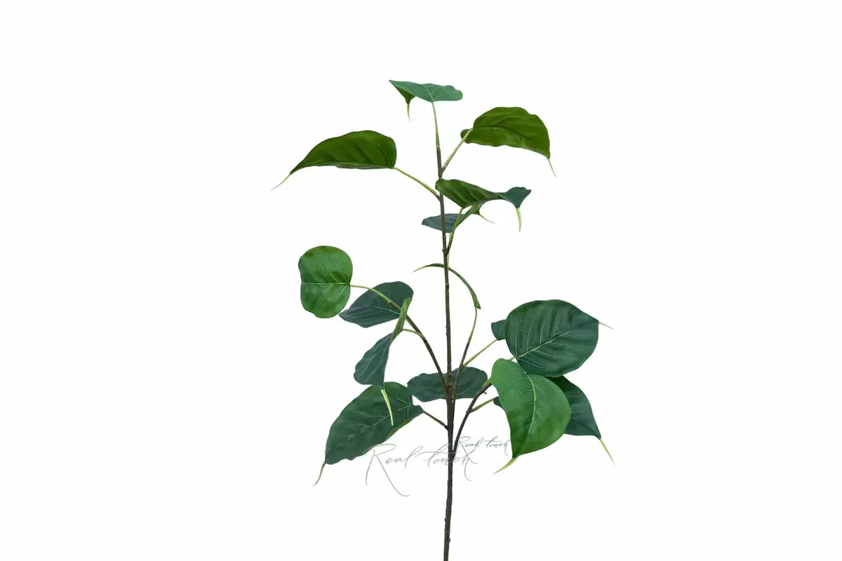 Sacred ficus small branch - Dark green