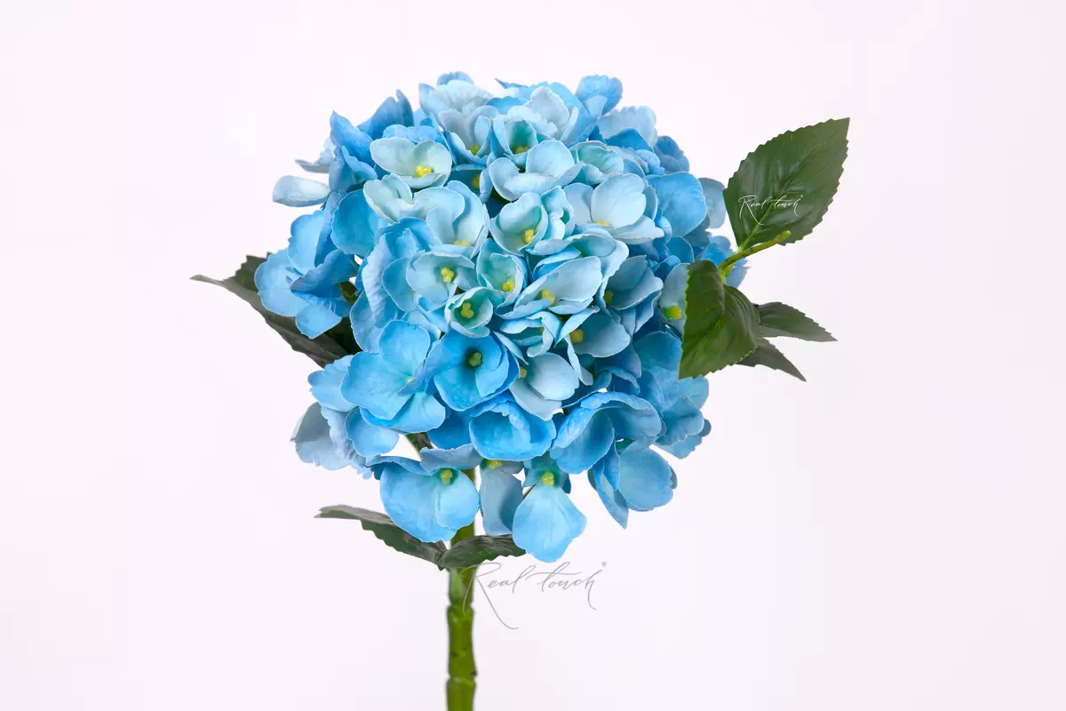 Hydrangea macrophylla small on the stem - light blue Hydrangea macrophylla small on the stem - light blue