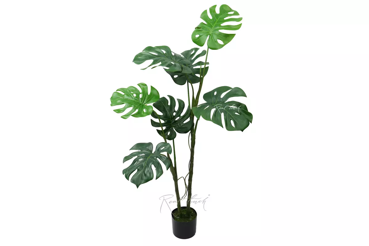 Monstera liana 130 cm in the planters - green Monstera liana 130 cm in the planters - green