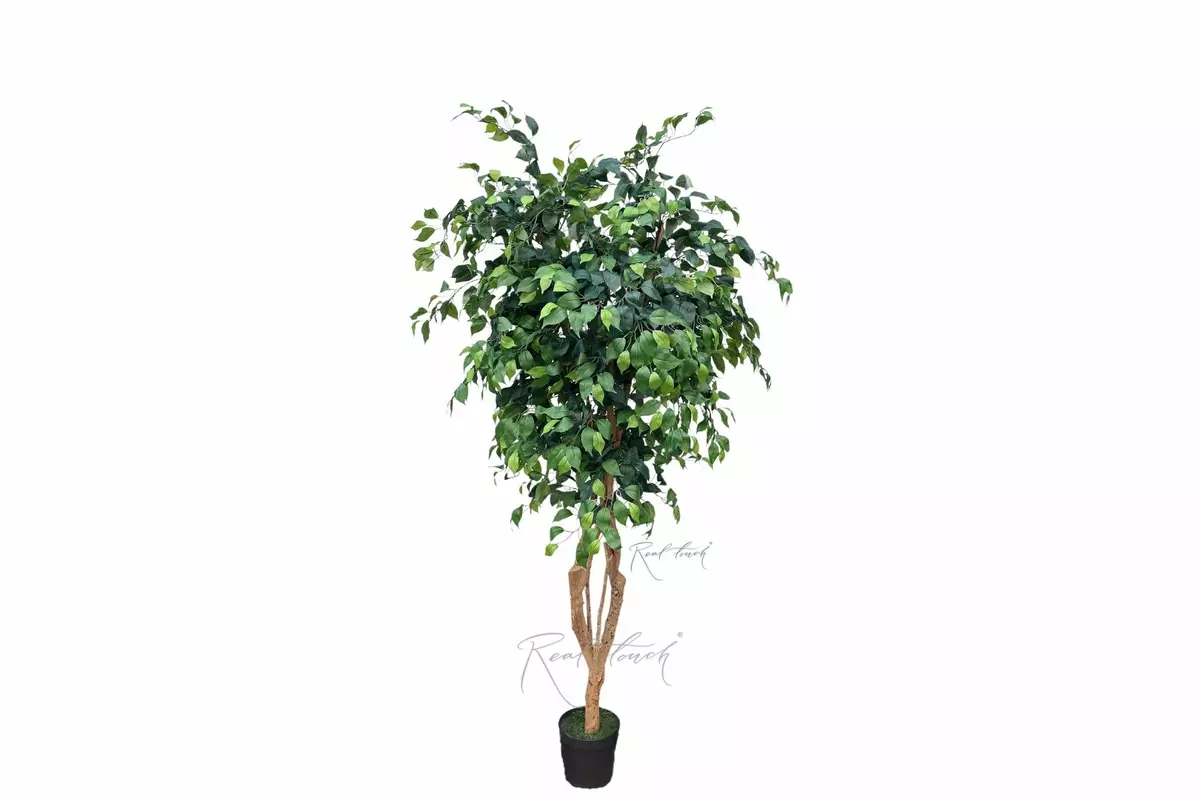Ficus Benjamin on a live trunk 200cm  - green