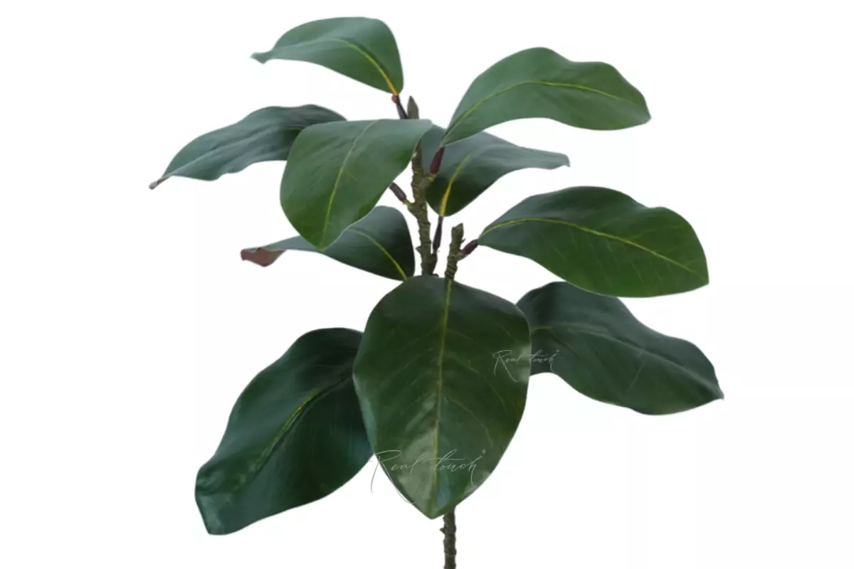 Branch with magnolia leaves - green