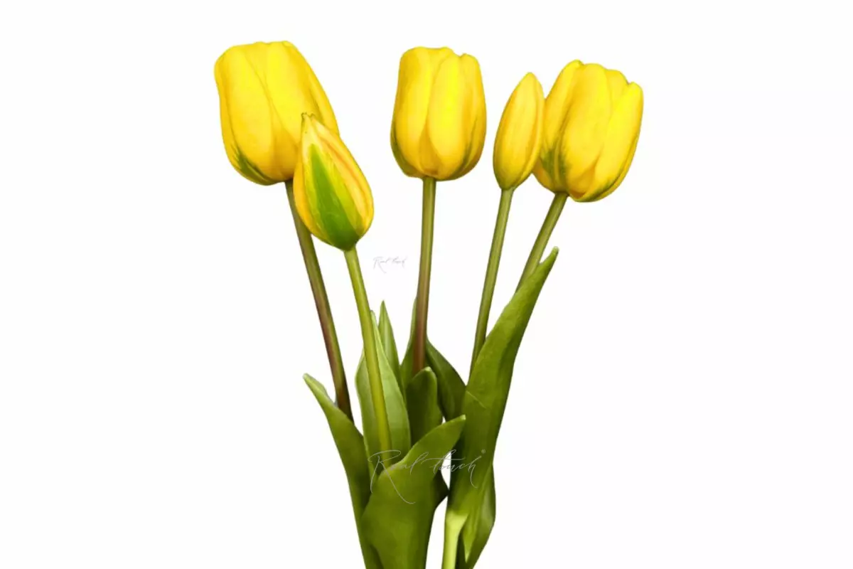 Bouquet of late tulips 3+2 - yellow