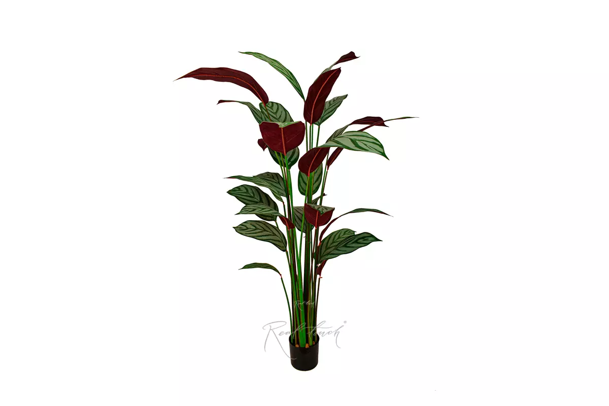 Artificial Calathea Freddie Bush 160cm  - white green