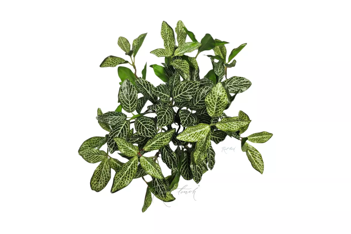 Small-leaved Fittonia bush - green