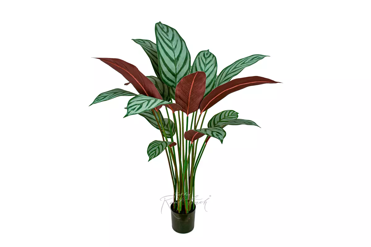 Artificial Calathea Freddie Bush 110cm  - white green