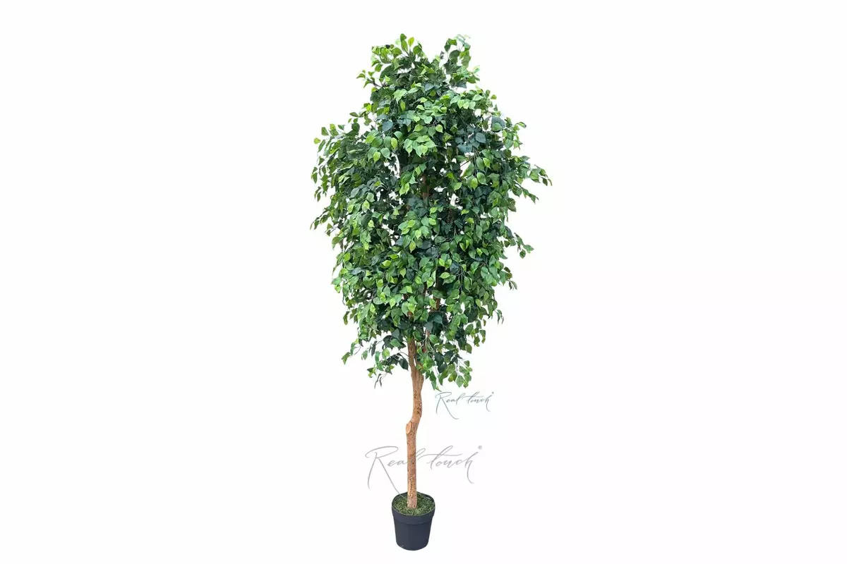 Ficus Benjamin on a live trunk 300cm  - green