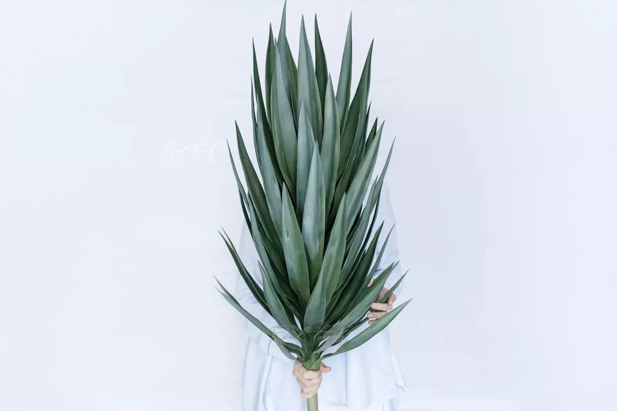 Giant Yucca - green Giant Yucca - green