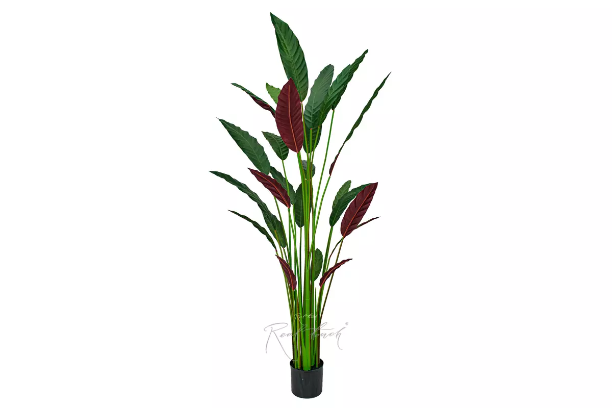 Artificial Calathea rufibarba 160cm  - Dark green